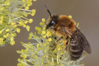 Весенняя шелковистая пчела - "Дикая пчела года" 2023 года