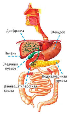 Печень — двигатель метаболизма - Остеопат Мушаилов Руслан Эрсельевич