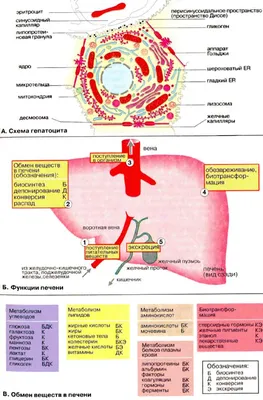 Печень: как она устроена? | Академия врачей UNIPROF | Дзен