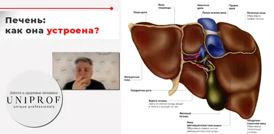 Какие функции выполняет печень в системе пищеварения?