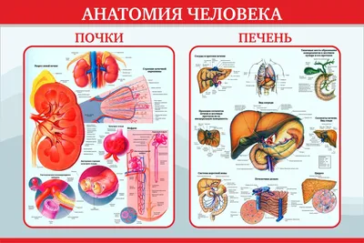 Насколько опасна жировая печень, и нужно ли ее лечить? | Клиника Рассвет