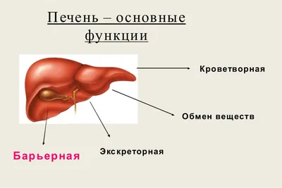 Всегда 3 года: столько лет печени человека в любом возрасте | СП - Новости  Бельцы Молдова