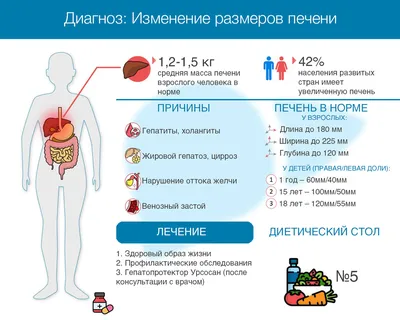 Какую функцию выполняет печень? | Научпоп | Дзен