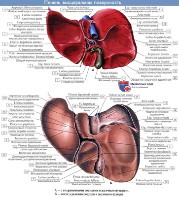 Размеры печени в норме и при заболеваниях | Все о печени | Дзен
