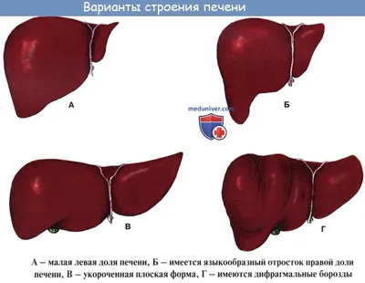 Всё о печени: строение и функции в организме человека