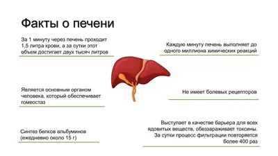 УЗИ печени в Киеве — цена на УЗИ исследование сосудов печени, подготовка