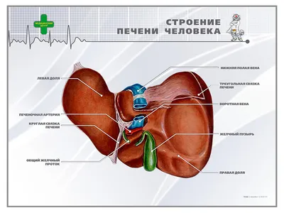 МРТ печени Киев - цена в центрах СДС, что показывает МРТ печени