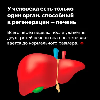 Что нужно знать о роли печени в организме человека: ответы клинического  диетолога - Здоровье 24