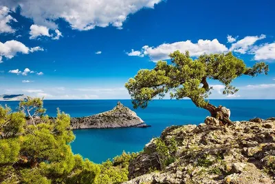 Фотографии Крым Россия Yalta Море скале Природа Небо Пейзаж дерева