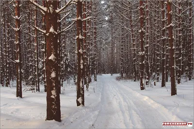 Пейзаж-природа, зима🌬️близко🌨️…» — создано в Шедевруме