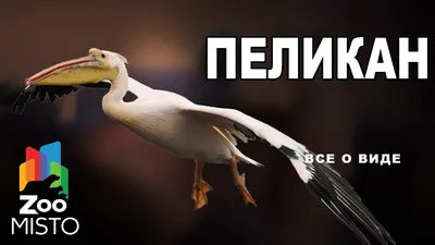 Размерная сетка Пеликан дети | Детская и женская одежда Пеликан (Pelican),  официальный сайт интернет-магазина 