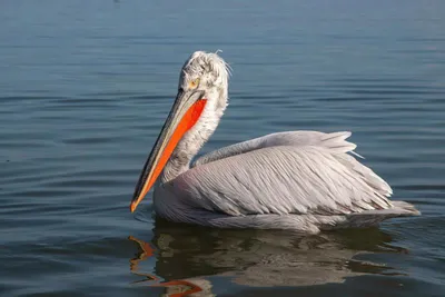 Розовый пеликан (Pelecanus onocrotalus) — Зоопарк «Лимпопо» г. Нижний  Новгород – Нижегородский зоопарк