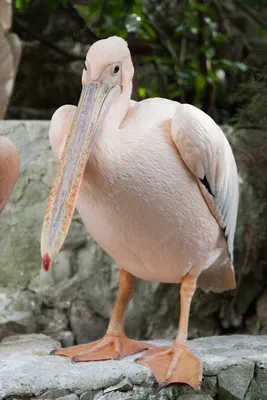 Късметлийска снимка на пеликан привлича парите | 