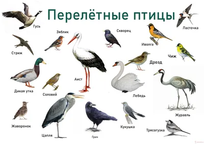 Перелетные птицы для детей картинки