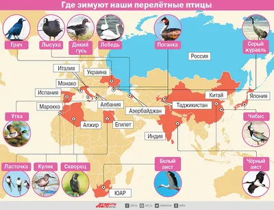 Рекомендации родителям по тематической недели « Перелетные птицы».