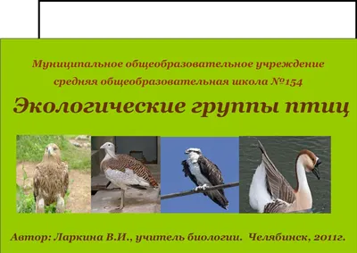 Дневник натуралиста": в столицу возвращаются перелетные птицы