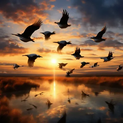 Летят перелетные птицы... Какие и куда? Фото — Ботаничка