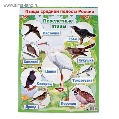 Более 160 видов перелетных птиц покидают Москву на зиму - 
