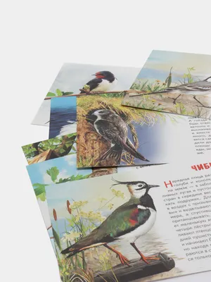 Иллюстрация 1 из 23 для Карточки Перелетные птицы России | Лабиринт -  книги. Источник: Лабиринт