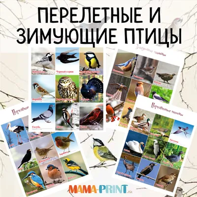 Обучающие карточки «Перелётные птицы России», 16 карточек (2410409) -  Купить по цене от  руб. | Интернет магазин 