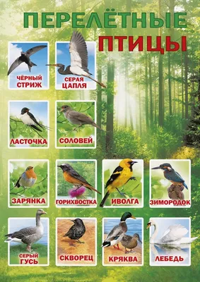 Всемирный день перелетных птиц - ГКУ «Дирекция особо охраняемых природных  территорий Санкт-Петербурга»