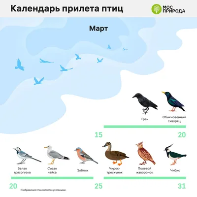 Перелётные птицы - Подкаст – Podtail