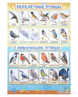 Плакат "Зимующие и перелётные птицы" А2 - СМЛ0004993049 - оптом купить в  Ростове-на-Дону по недорогой цене в интернет-магазине Стартекс
