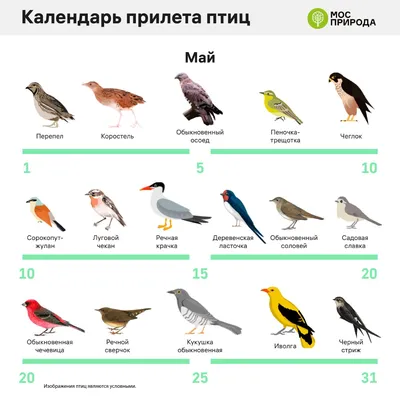 Демонстрационные картинки "Перелетные птицы" | Дефектология Проф