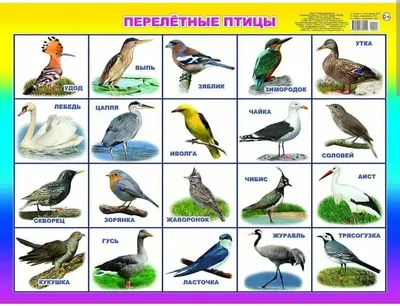 Перелетные птицы России. Плакат - купить с доставкой по выгодным ценам в  интернет-магазине OZON (277860496)