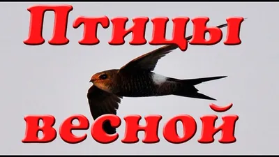 Инфографика "Какие перелётные птицы возвращаются в Москву весной?" |  Мосприрода | Дзен