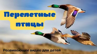 Поют перелетные птицы – Курская правда