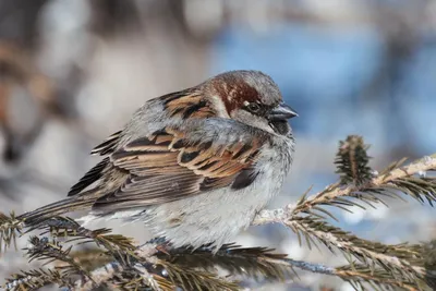 Видео — Как перелетные птицы не теряются в путешествии и почему  возвращаются домой весной – Поп-наука — Страница видео