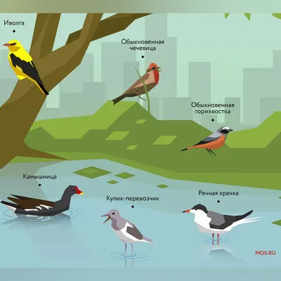 Инфографика "Какие перелётные птицы возвращаются в Москву весной?" |  Мосприрода | Дзен