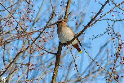 Весна птиц | Читать свежий выпуск газеты ЧО онлайн и бесплатно — Читинское  Обозрение