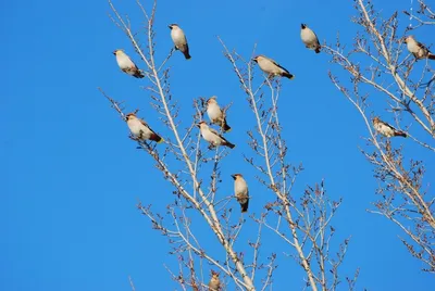 Перелетные птицы весной - 67 фото