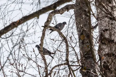 Весна на крыльях перелётных птиц - Приокско-Террасный государственный  природный биосферный заповедник
