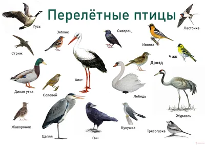 Зимующие и перелетные птицы России | Путешествие по Карелии | Птицы, Для  детей, Зоология