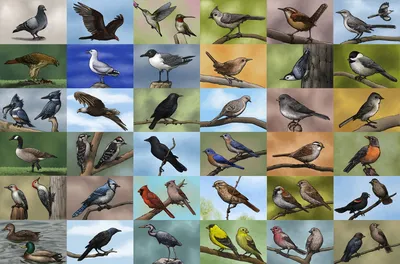 Перелетные птицы весной рисунок - 69 фото