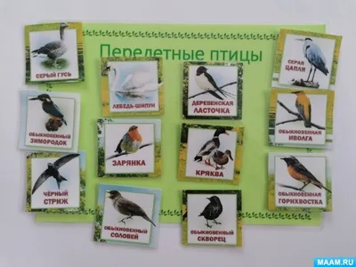 Зимующие и перелетные птицы — Сайт детского сада №61 "Тропинка"