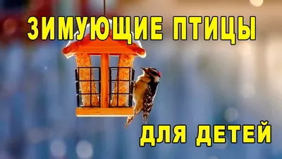 Дидактические игры «Зимующие и перелетные птицы» на липучках (3 фото).  Воспитателям детских садов, школьным учителям и педагогам - Маам.ру