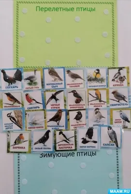 ЗИМУЮЩИЕ ПТИЦЫ для детей | Изучаем зимующих птиц - YouTube