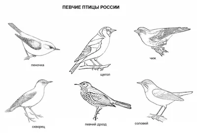 Раскраски Перелетные птицы для детей 6 7 лет с названиями (28 шт.) -  скачать или распечатать бесплатно #22752