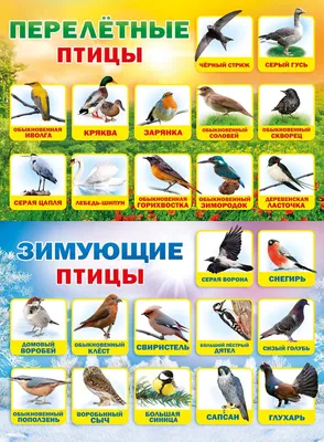 Все перелётные птицы: картинки с названиями и описаниями