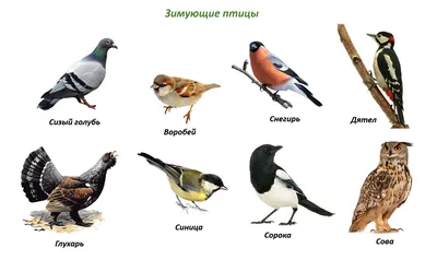 Перелетные птицы карточки с названиями для детей: 2 тыс изображений найдено  в Яндекс Картинках