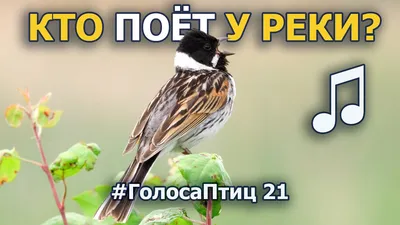 Летят перелётные птицы... | Perspéctum | Дзен