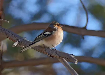 What birds sing at night - YouTube