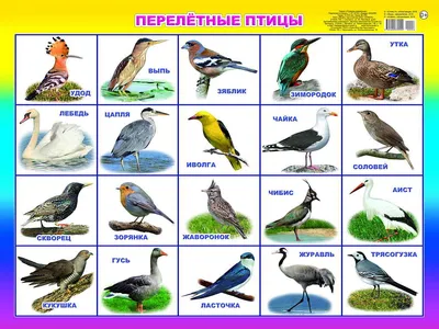 Большая книга о птицах России. Животный мир России Владис 18882467 купить в  интернет-магазине Wildberries