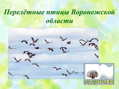 птицы архивы - Михаил Соколов