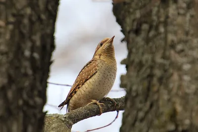 Пеночка-весничка (лат. Phylloscopus trochilus) – не только певунья, но и  хлопотунья