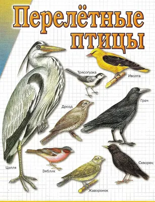 Демонстрационный материал Перелетные птицы (С-765) Радуга — купить в  интернет-магазине 